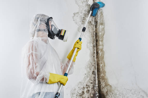 Best Same-Day Mold Removal  in Poplar Cotton Center, CA