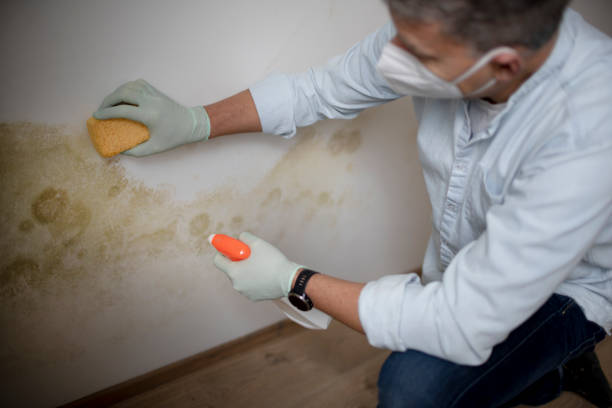 Best Mold Removal Near Me  in Poplar Cotton Center, CA