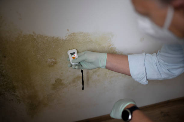 Best Professional Mold Removal  in Poplar Cotton Center, CA