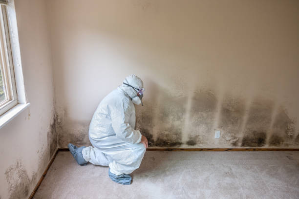 Professional Mold Removal in Poplar Cotton Center, CA
