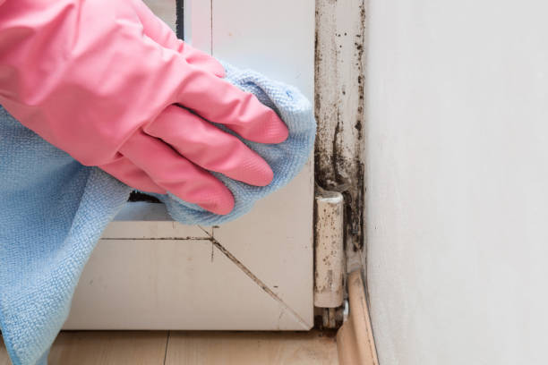 Mold Testing and Removal in Poplar Cotton Center, CA