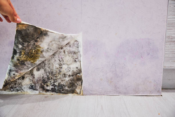 Best Home Mold Removal  in Poplar Cotton Center, CA
